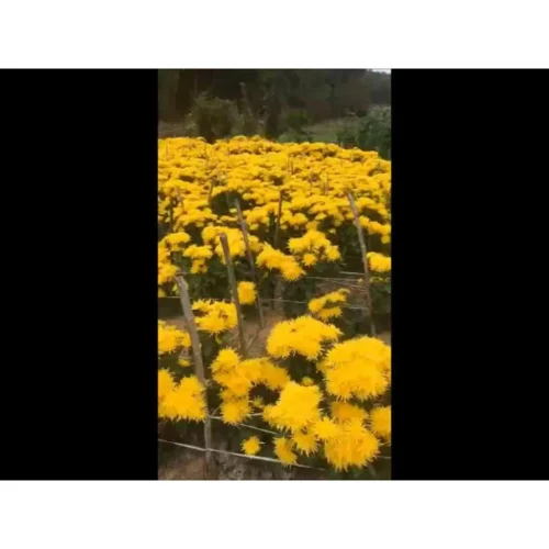 1 Golden Chrysanthemum 1 pack