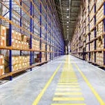 1 Golden Chrysanthemum 1 pack